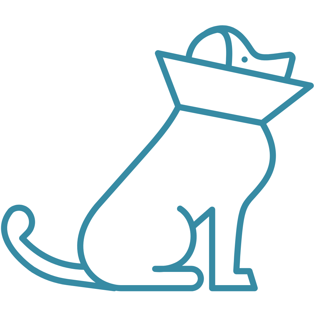 pet vaccination icon