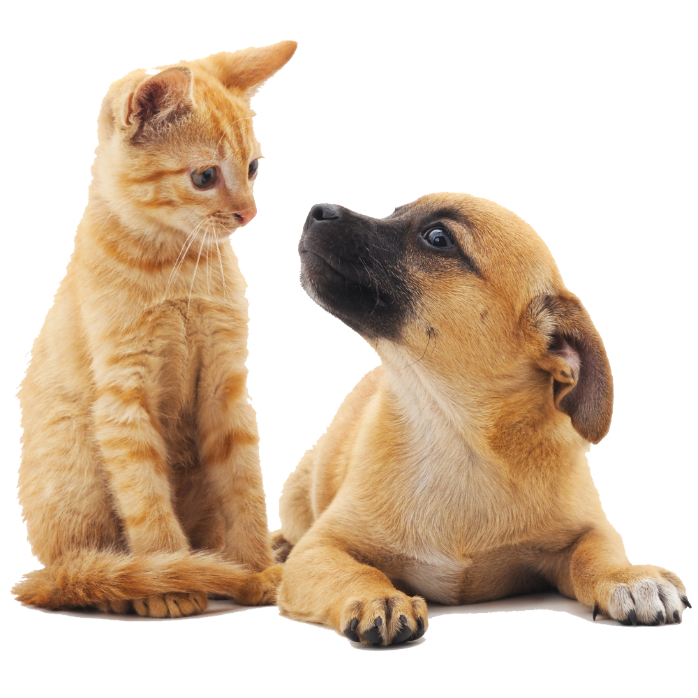 cat and dog