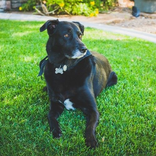 black dog sitting on green grass