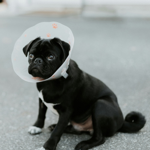 black dog with cone around neck