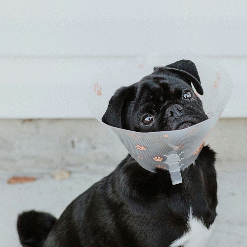 black dog with cone
