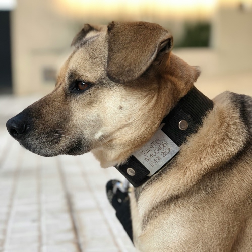 brown dog with black collar
