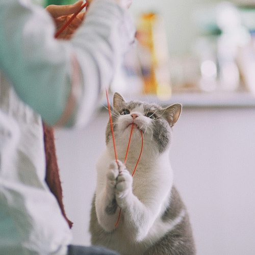 cat chewing thread