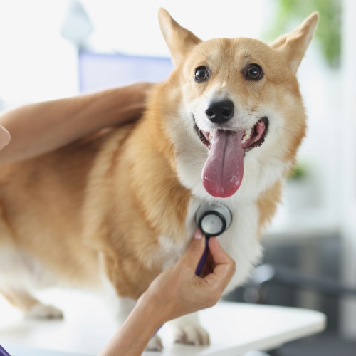 checking dog with stetoscope