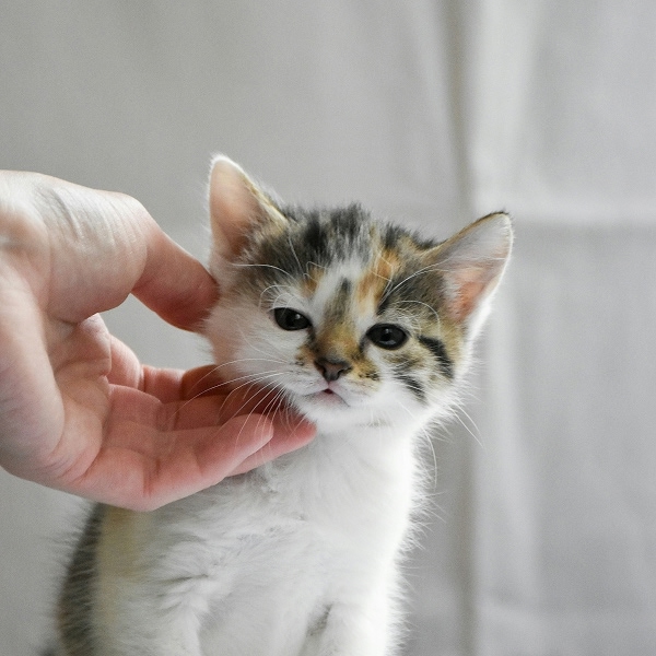 cute kitten