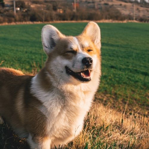 dog laughing on field