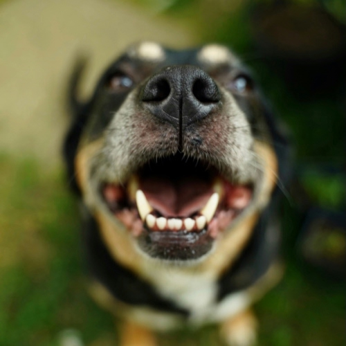 dog laughing