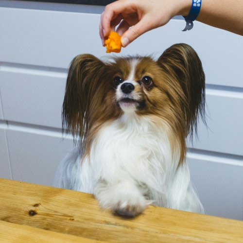 dog looking at food in hand