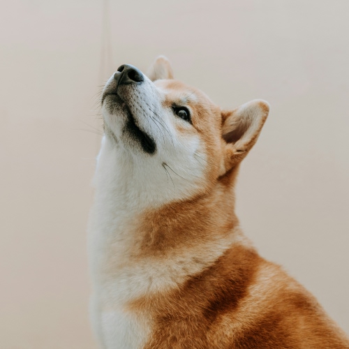 dog looking upside dog looking upside