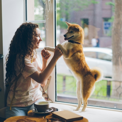 dog playing with lady