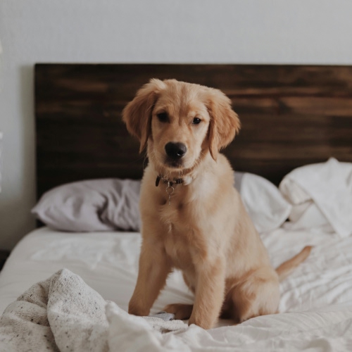 dog sitting on bed