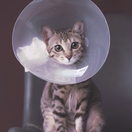 grey cat with cone