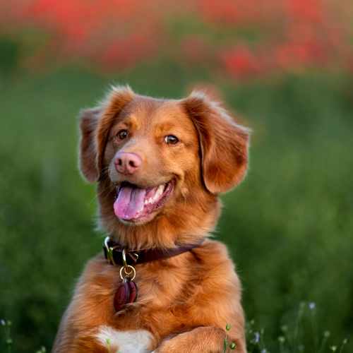 happy brown dog