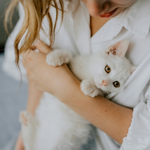 kitten with lady