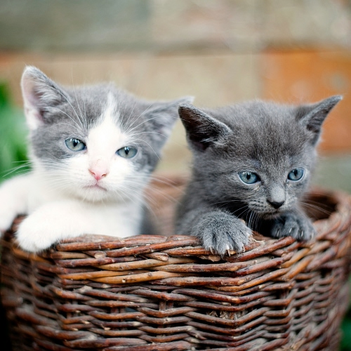 two kitten in basket