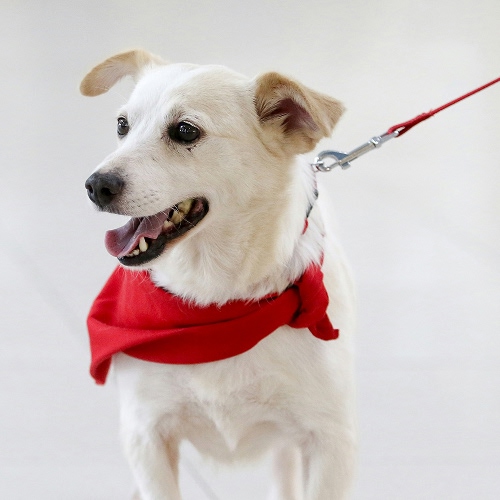 white dog with red scarf