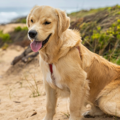 yellow dog beside beach