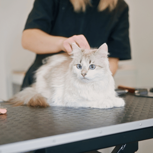 person grooming a cat