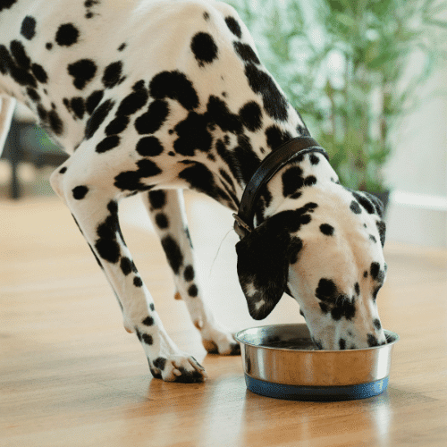 puppy with feeding bottle